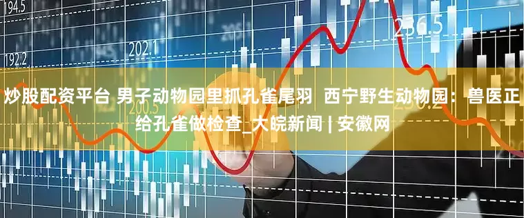 炒股配资平台 男子动物园里抓孔雀尾羽  西宁野生动物园：兽医正给孔雀做检查_大皖新闻 | 安徽网
