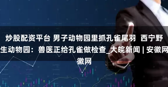 炒股配资平台 男子动物园里抓孔雀尾羽  西宁野生动物园：兽医正给孔雀做检查_大皖新闻 | 安徽网